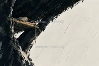 雨落在巢外 · 插画 图像